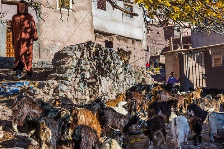 High Atlas Day Trip from Marrakech: Camel Ride, Berber Villages & Mountain Lunch photo 2