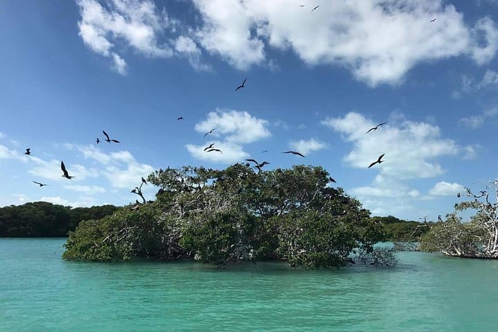 Sian Ka'an Biosphere Boat Safari from Tulum and Playa del Carmen photo 4