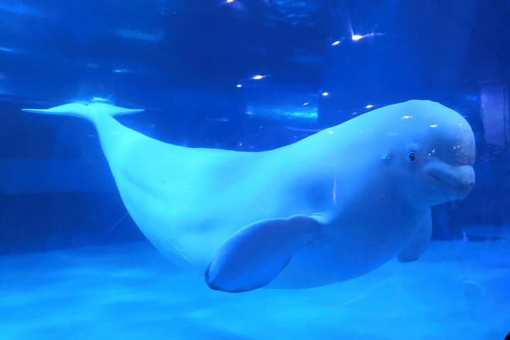 Family Day at Grandview Aquarium & Rain Forest Zoo — Guangzhou Adventure