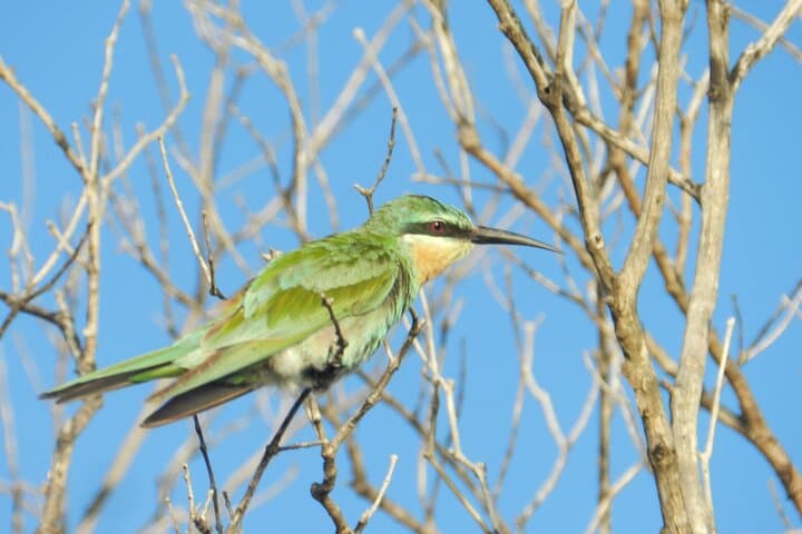 Full-Day Family Safari at Hluhluwe-iMfolozi Park — Big Five & Junior Ranger Adventure photo 6