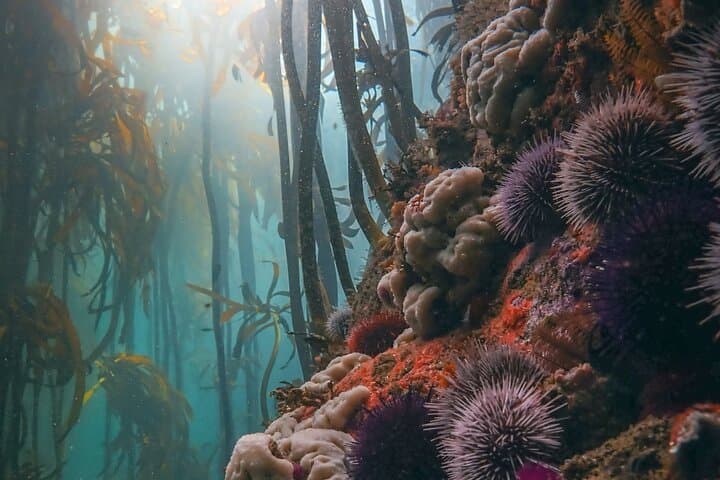 Snorkel the Great African Sea Forest: Kelp Forest Snorkeling in Cape Town photo 2