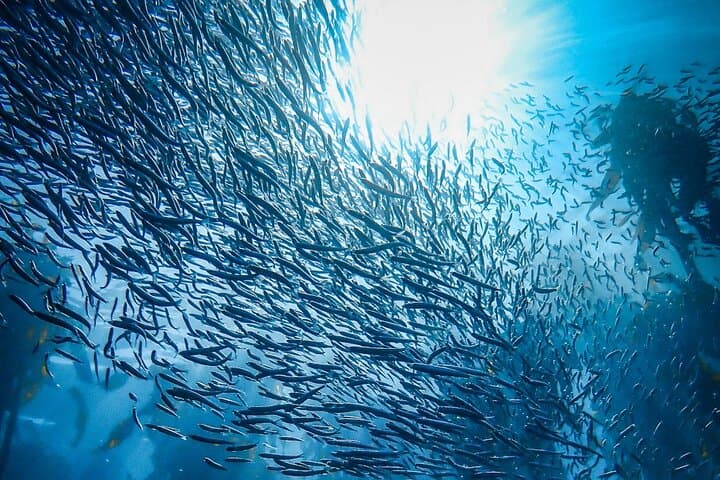 Snorkel the Great African Sea Forest: Kelp Forest Snorkeling in Cape Town photo 3