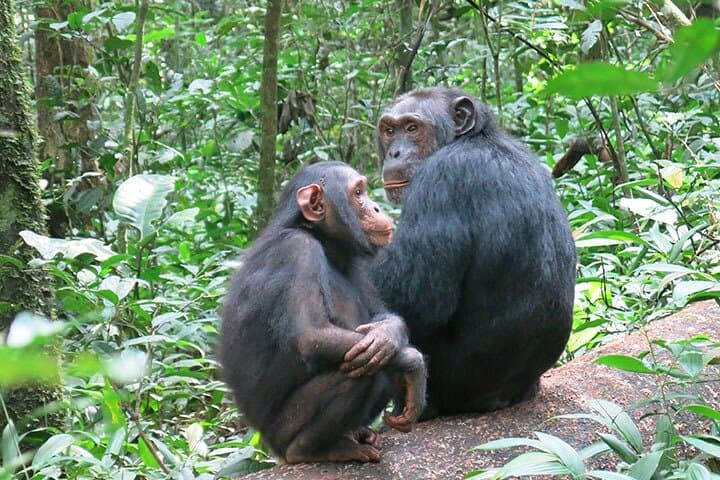 3-Day Chimpanzee Tracking in Kibale National Park, Uganda photo 3