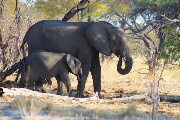 7-Day Moremi & Okavango Delta Safari: Mokoro, Game Drives & Savuti Rock Art photo 4