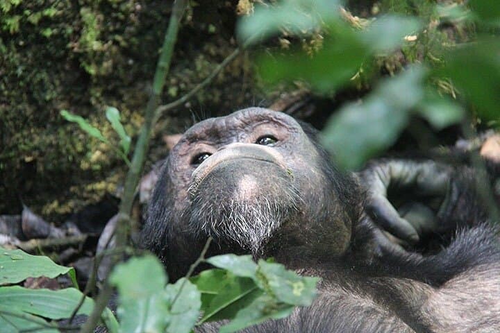 2-Day Nyungwe Chimpanzee Tracking & Canopy Walk Adventure
