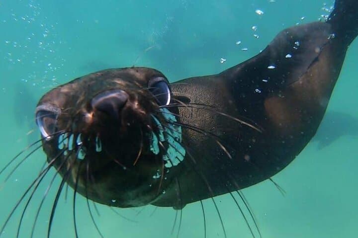 Swim with Cape Fur Seals in Plettenberg Bay — Guided Seal Swimming Adventure photo 2