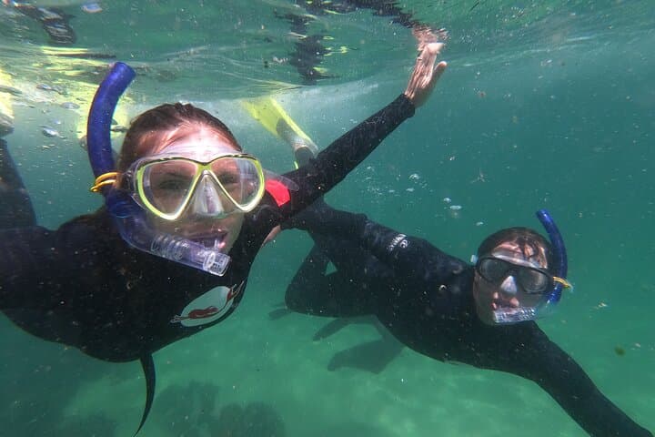 Swim with Cape Fur Seals in Plettenberg Bay — Guided Seal Swimming Adventure photo 3