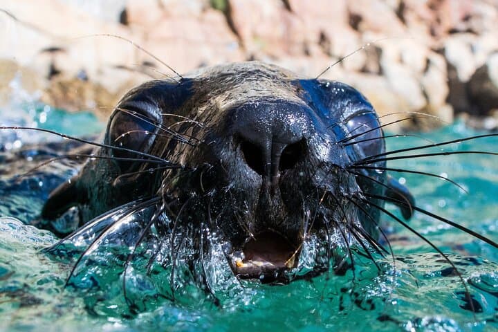 Swim with Cape Fur Seals in Plettenberg Bay — Guided Seal Swimming Adventure