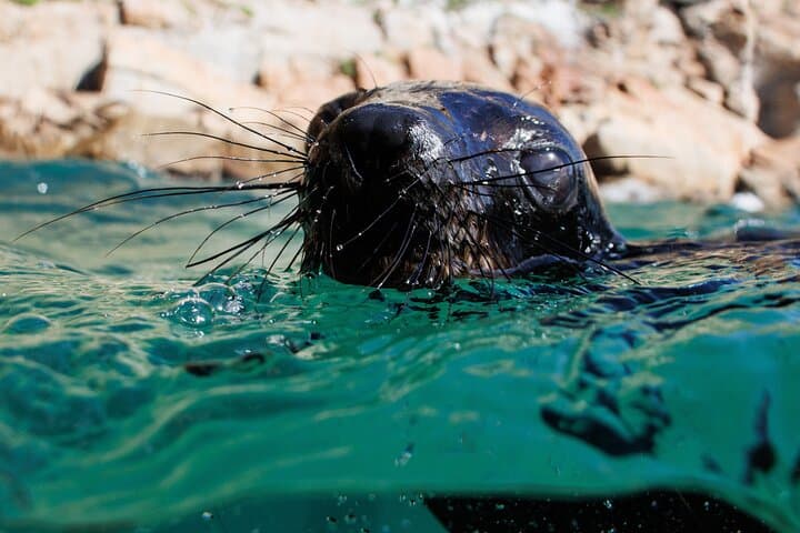 Swim with Cape Fur Seals in Plettenberg Bay — Guided Seal Swimming Adventure photo 5