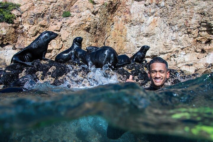 Swim with Cape Fur Seals in Plettenberg Bay — Guided Seal Swimming Adventure photo 6