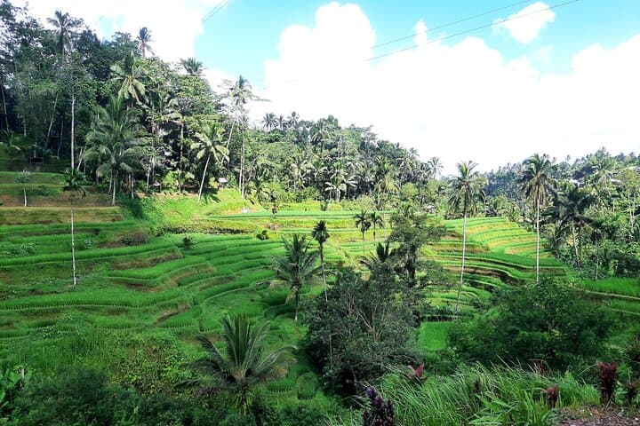Best of Ubud: Full-Day Private Tour to Waterfall, Temple, Coffee & Rice Terraces