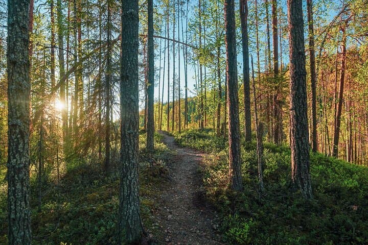 Arctic Wilderness Hike and Fire-making Near Rovaniemi photo 2