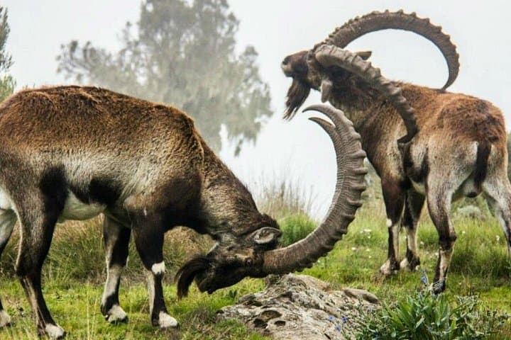 3-Day Simien Mountains Trek: Gelada Baboons, Jinbar Waterfall & Imet Gogo Views photo 1
