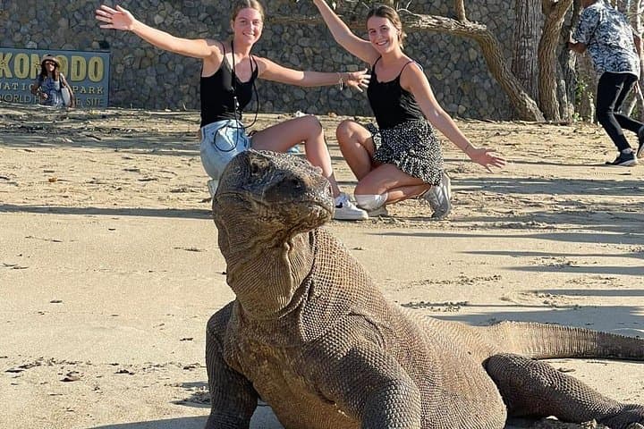 Komodo Liveaboard: Swim with Whale Sharks, Padar & Rinca (4-Day Adventure) photo 1