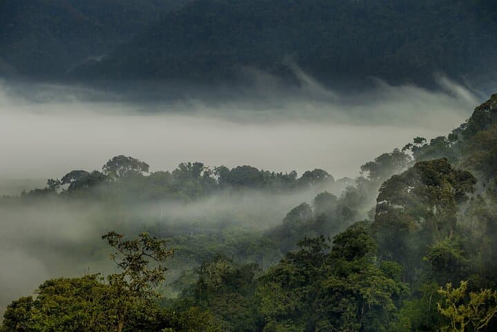 3-Day Gorilla Trekking from Kigali to Bwindi: Close Encounters with Mountain Gorillas photo 6