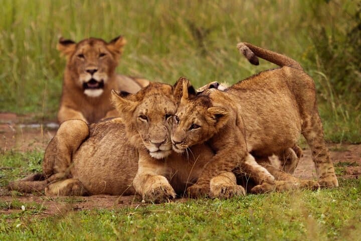 Private Day Safari in Akagera National Park: Big Five Game Drive from Kigali