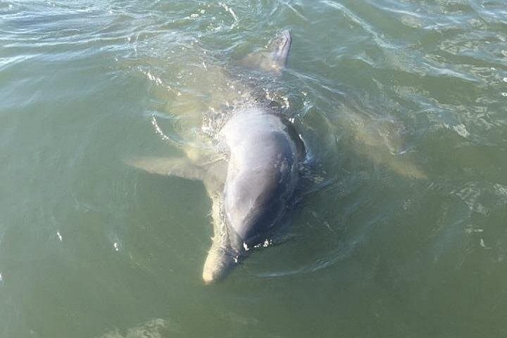 Private Charleston Dolphin and Eco Boat Tour from Folly Beach photo 1