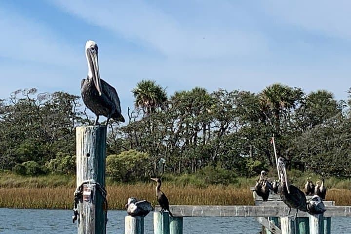 Private Charleston Dolphin and Eco Boat Tour from Folly Beach photo 4