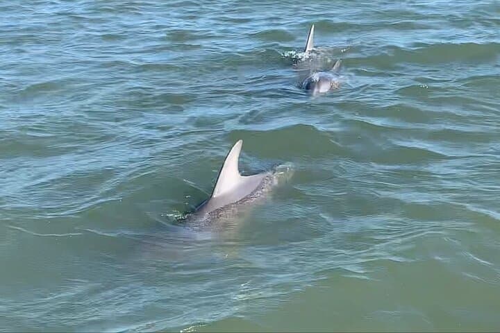 Folly Beach Private Sunset Dolphin Cruise — Charleston Dolphin Watching at Golden Hour photo 2