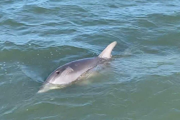 Private Charleston Dolphin and Eco Boat Tour from Folly Beach photo 3