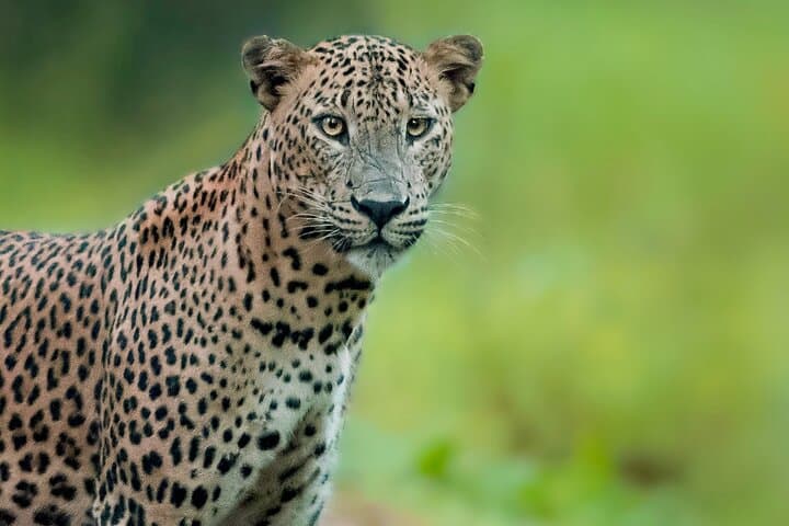 Wilpattu Day Safari from Colombo — Leopards, Elephants & Birdlife photo 2