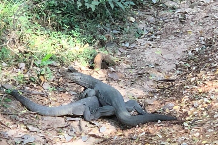 Wilpattu Day Safari from Colombo — Leopards, Elephants & Birdlife photo 6