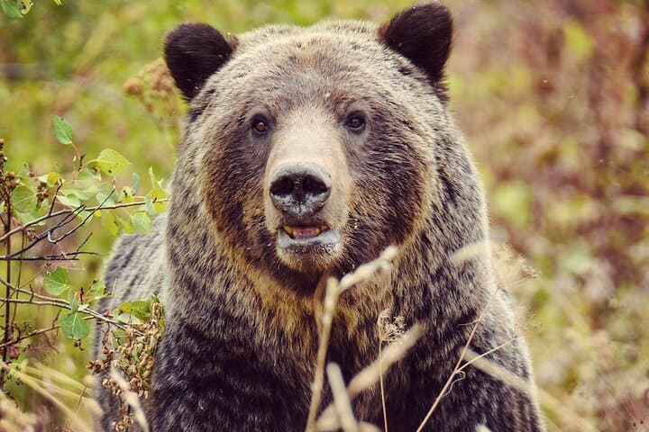 Explore Yellowstone’s Lower Loop: Private Guided Tour of Iconic Geysers and Wildlife photo 3