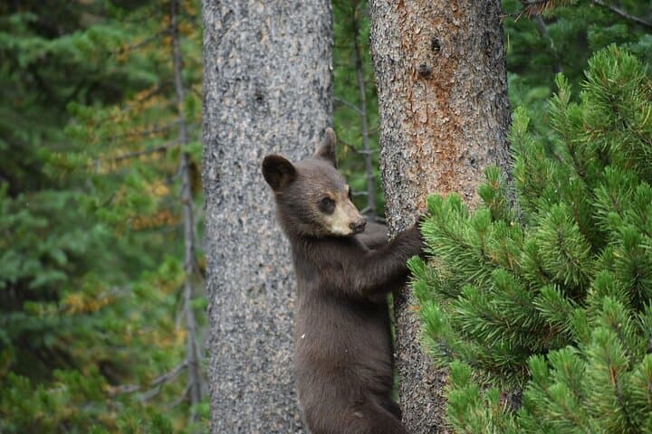 Explore Yellowstone’s Lower Loop: Private Guided Tour of Iconic Geysers and Wildlife photo 6