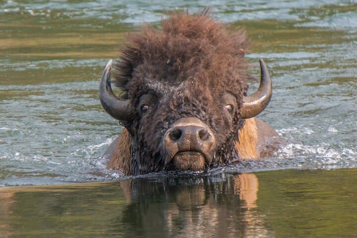Explore Yellowstone’s Lower Loop: Private Guided Tour of Iconic Geysers and Wildlife photo 5