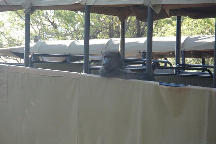 Full-Day Pilanesberg Safari from Johannesburg: Big Five, Wild Plains, and Practical Tips photo 2