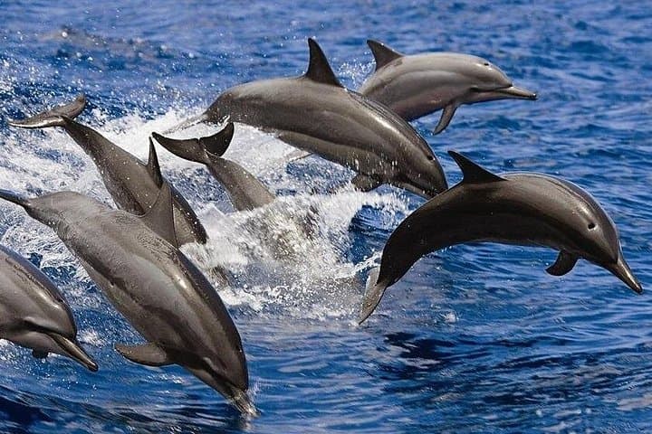 Muscat Dolphin-Watching Cruise — 2-Hour Boat Trip to See Wild Dolphins photo 2