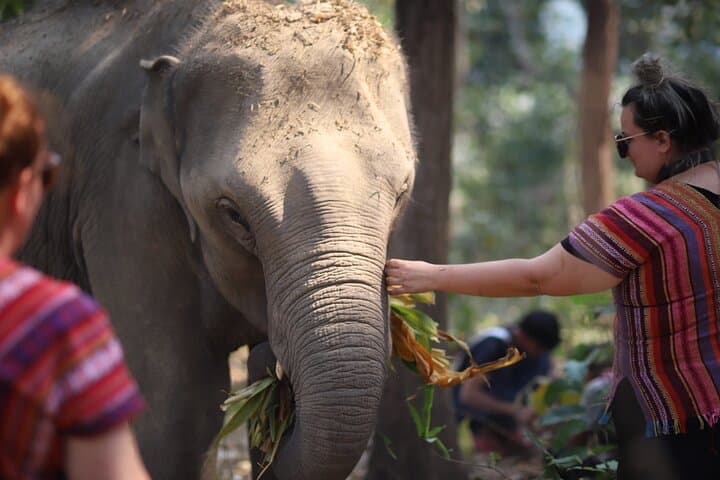 Chiang Mai Ethical Elephant Experience: 1-Day Eco Tour photo 4