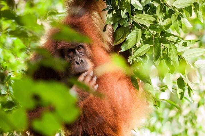 4-Day Jungle Adventure: 2-Day Orangutan Trek in Bukit Lawang photo 3