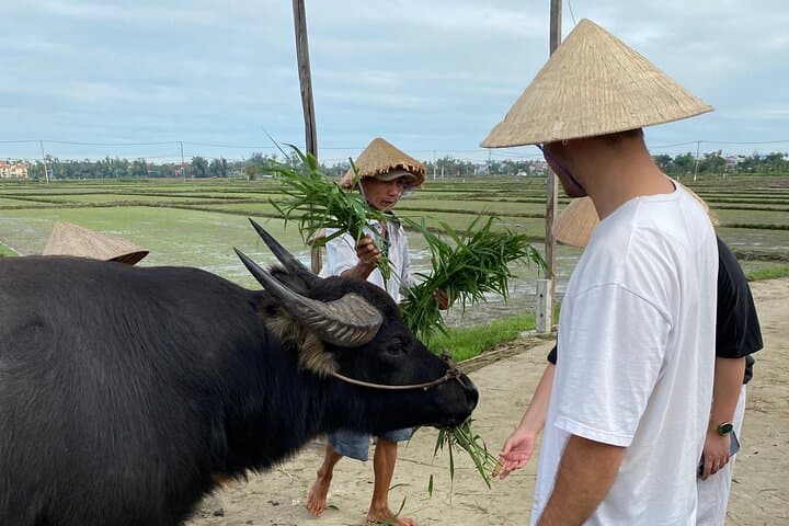 Hoi An Countryside Biking, Buffalo Ride & Bamboo Boat Day Tour photo 4