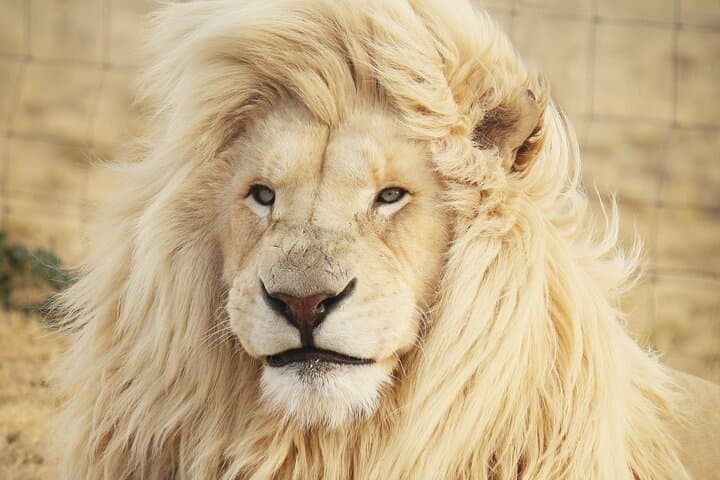 Aquila Big 5 Safari — Full-Day Private Transfer and Game Drive from Cape Town photo 1