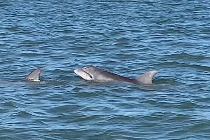 Folly Beach Private Sunset Dolphin Cruise — Charleston Dolphin Watching at Golden Hour photo 3