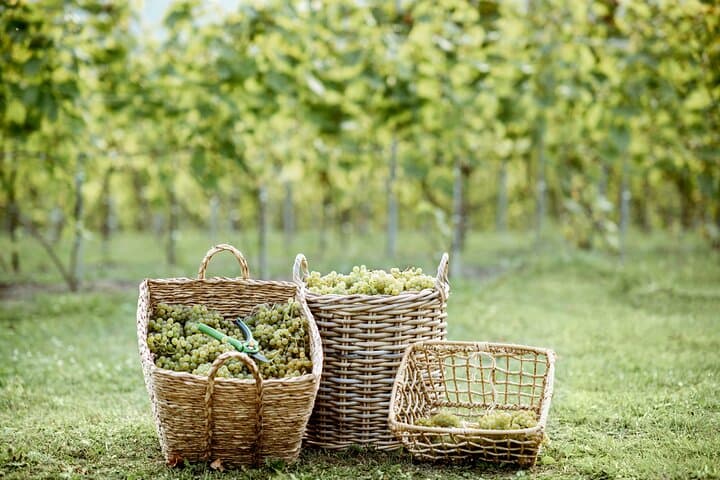 Sintra Wine Tour & Tasting at Lord Byron Eden Garden — Day Trip from Lisbon photo 2