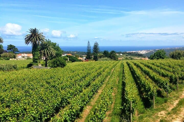 Sintra Wine Tour & Tasting at Lord Byron Eden Garden — Day Trip from Lisbon photo 4