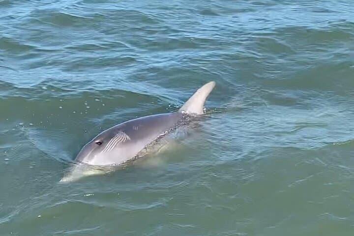 Private Morris Island Excursion from Folly Beach — Dolphin Watching & Shark Tooth Hunting photo 6
