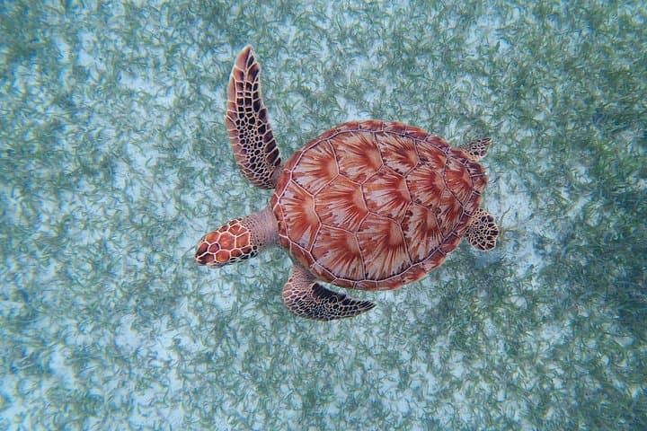 3-Hour Costa Maya Snorkeling Adventure in Mahahual on the Great Mesoamerican Reef photo 5