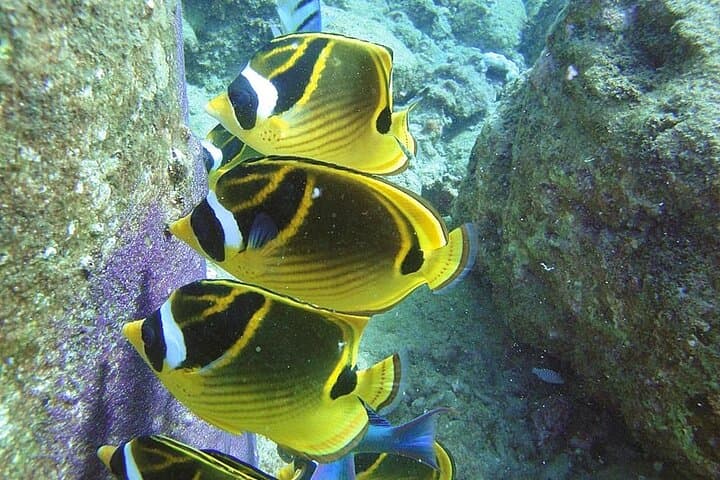 Kauai Turtle Snorkel: 2-Hour Small-Group Reef Adventure