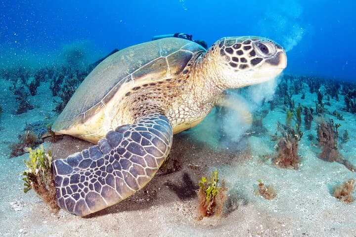 Kauai Turtle Snorkel: 2-Hour Small-Group Reef Adventure photo 2