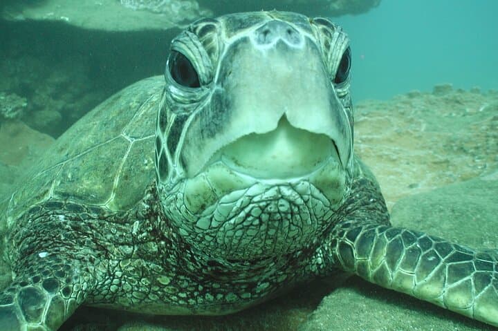 Kauai Turtle Snorkel: 2-Hour Small-Group Reef Adventure photo 3