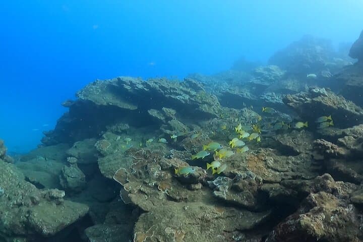 Kauai Turtle Snorkel: 2-Hour Small-Group Reef Adventure photo 5