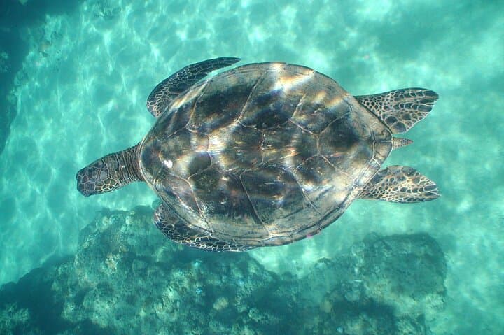 Kauai Turtle Snorkel: 2-Hour Small-Group Reef Adventure photo 6