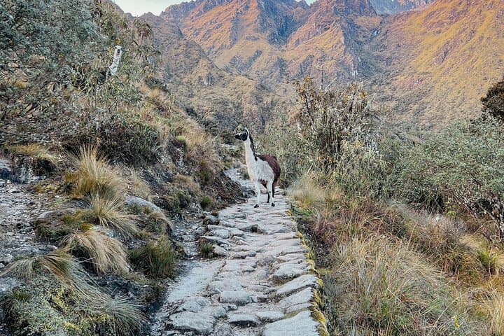Two-Day Short Inca Trail to Machu Picchu: 48-Hour Trek from Cusco photo 4