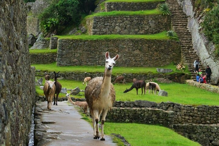 Two-Day Short Inca Trail to Machu Picchu: 48-Hour Trek from Cusco photo 6