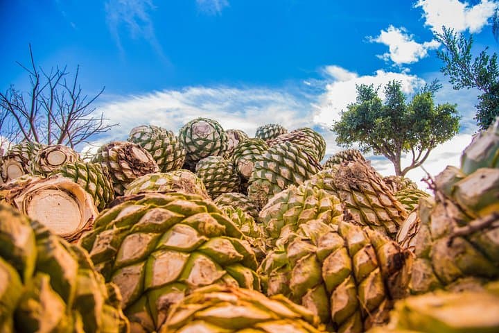 Hierve el Agua, Mitla & Mezcal: Oaxaca Day Tour from Oaxaca City photo 5