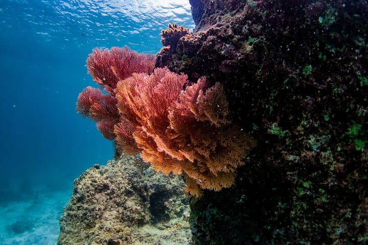 Racha & Coral Island Speedboat Day Trip from Phuket photo 6