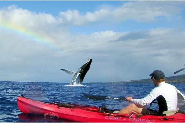 Olowalu Kayak and Snorkel: West Maui Turtle Reef & Whale Watch Adventure photo 1
